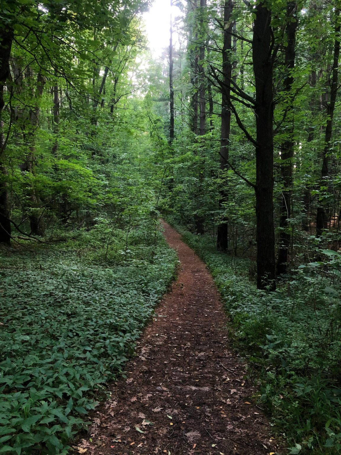 A winding path through a green forest