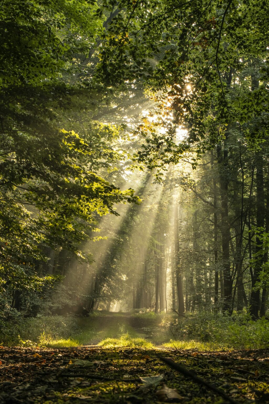 Morning sunlight streaming through a green forest